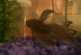 the newest member of our household