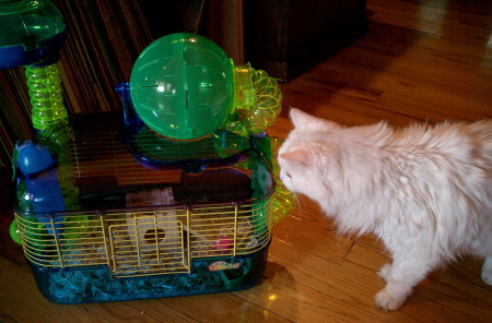 strat, investigating the hammie